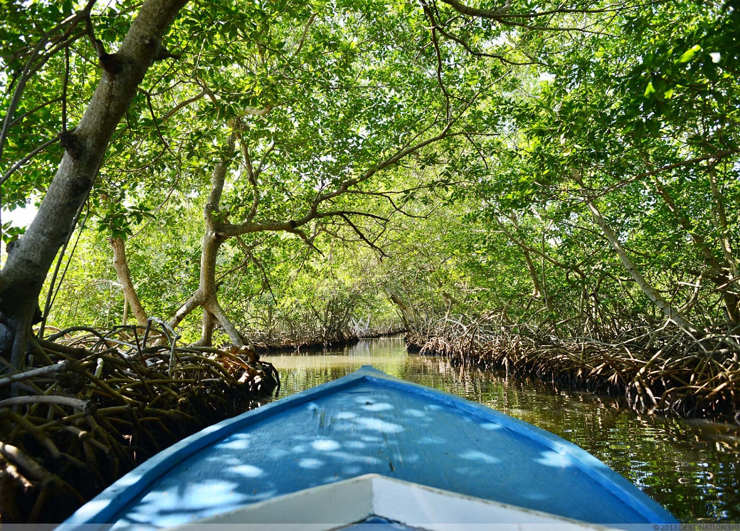Visite des mangroves - Seasideinn Roatan